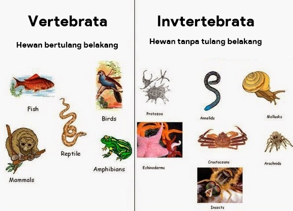 vertebrata dan invertebrata